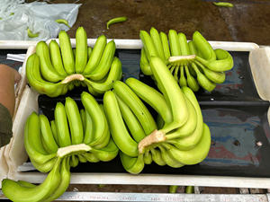 <b>Fresh</b> Vietnam Cavendish <b>Bananas</b> Sweet Flavor Long Shelf Life Bright Yellow Skin Ideal for Export and Global Distribution - Product Image 5