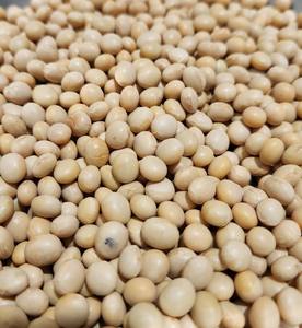 Vente en gros de soja frais de haute qualité prêt à expédier germination et soja jaune de qualité alimentaire disponible en vrac - Product Image 5