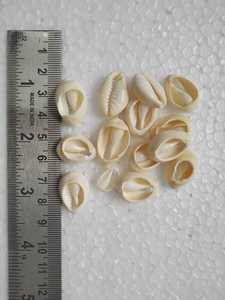 Coquilles cauris naturelles sur mesure blanchies et de couleurs naturelles idéales pour les créateurs de bijoux et les magasins de perles pour la revente - Product Image 2