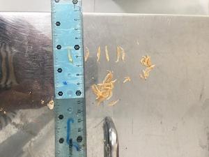 Nhà sản xuất của khô bé tôm từ Việt Nam/khô acetes/MR. LEO + 84 965 467 267 - Product Image 6