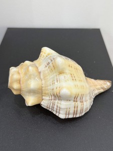 เปลือกหอยหอยทากทะเลธรรมชาติบริสุทธิ์ขัดเงาคุณภาพสูงหอยสังข์สีฟ้าสำหรับตกแต่งบ้านแบบ DIY - Product Image 2