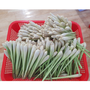 Citronnelle surgelée IQF du Vietnam, herbe aromatique fraîche pour l'industrie alimentaire et la vente au détail - Product Image 2