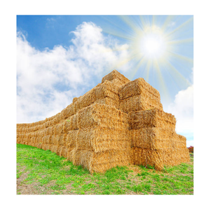 Heno de paja de trigo dorado natural a granel Alimento limpio de alta fibra para un crecimiento saludable del ganado de caballos y cerdos - Product Image 1