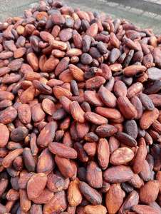 Granos de Cacao + Granos de Cacao Criollo Secos + Cacao Fermentado Seco + Cacao Seco para Venta OEM - Product Image 5