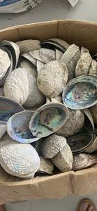 Coquille d'ormeau décorative Paua Ormer, matériau naturel pour la création artisanale - Product Image 6