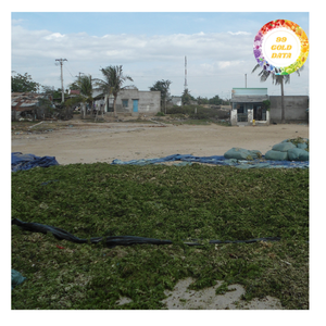 Best Sale Vietnam Sourced <b>Green</b> Seaweed Powder for Industrial <b>Food</b> and Feed Grade - Product Image 5