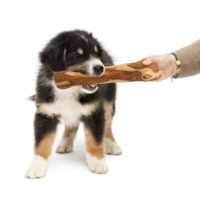 Jouet à mâcher pour chien en bois d'olivier ArtisRaw, grand, durable, interactif, écologique, pour chiens ludiques