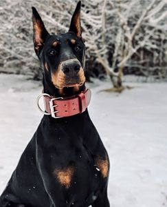 Collar de cuero clásico de lujo de Divine International Nomad Howl Trail Personalización para perros de espíritu libre Estilo duradero - Product Image 1