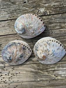 Natural <b>Abalone</b> <b>Shell</b> for Jewelry Making Crafts and Unique Decorative Home Interior Design Ideas - Product Image 3