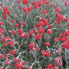 Aceite Esencial de Helichrysum de la Mejor Calidad, Marca Privada y Suministro a Granel, Aceite Esencial, Aceite de Fragancia, Grado de Aromaterapia, Fabricante - Product Image 2