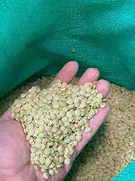 Lentejas Verdes Orgánicas Secas en Paquete a Granel de 0.3 kg en Venta - Product Image 3