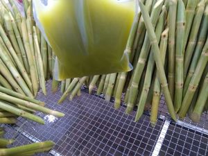 ¡Caña de azúcar congelada para zumo de calidad superior! CAÑA CONGELADA - Product Image 4