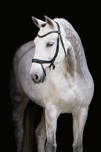 Alpha Best Bride de cheval en cuir véritable de haute qualité Produits premium pour chevaux - Product Image 2