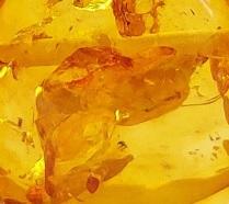 ทอง/คอนญัก