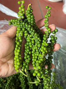 Pimienta Verde Fresca de Vietnam en Rama Directamente de los Agricultores Apta para Mercados de Exportación - Product Image 4