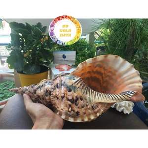 Venta al por mayor de conchas marinas naturales para Decoración - Product Image 1