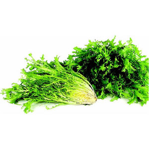 Grossistes Fournisseur en vrac d'endives chicorée de qualité supérieure: espèces de légumes à feuilles amères les plus vendues - Product Image 3