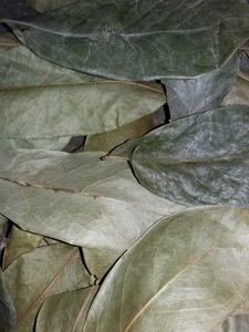 Feuille de Corossol Séchée-Feuilles de Graviola Séchées du Vietnam Pour Faire du Thé Fraîchement Avec Un Prix Compétitif Pour L'exportation - Product Image 5