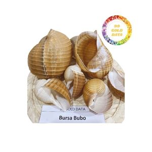 Produit coquillage pour décoration avec une qualité supérieure à un bon prix à partir de 99 données d'or - Product Image 5