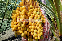 Palm Kurma Barhee
