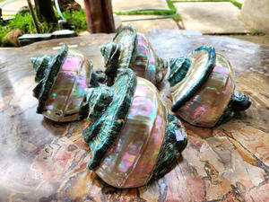 Turbo Seashell Bulk Wholesale Export Pour Creative Coastal Style Décoration Resorts Hôtels Restaurants Centres de table pour événements de mariage - Product Image 4