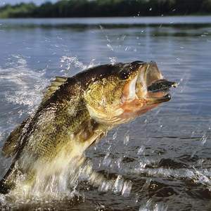 Pesca con mosca Moscas secas Moscas húmedas Kit Serpentinas Ninfas <span class=keywords><strong>para</strong></span> lubina Trucha Salmón Pesca - Product Image 6