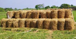 100% ROULEAUX DE PAILLE VIETNAMIENNE DE QUALITÉ SUPÉRIEURE-SOLUTION DURABLE ET ÉCOLOGIQUE pour DE MULTIPLES UTILISATIONS - Product Image 4