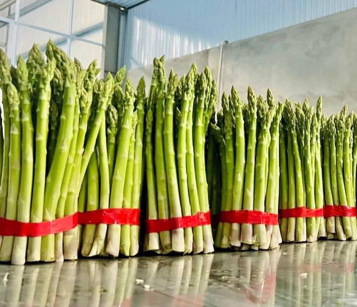 High-Grade Fresh Asparagus in Bulk Affordable and Natural