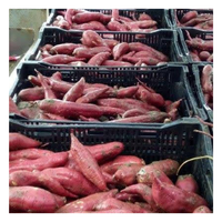 Vietnam Bevroren Verse Zoete Aardappelen-Honing/Japanse Zoete Aardappelen Voor Export-Topleveranciers Diepvriesgroenten
