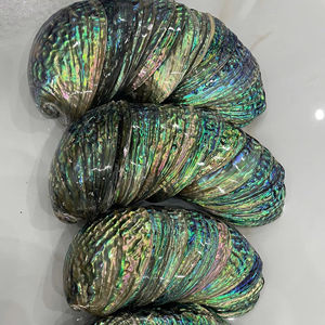Concha de abulón natural de Vietnam, superficie pulida de primera calidad, impresionante concha de abulón con capas iridiscentes y belleza duradera - Product Image 1