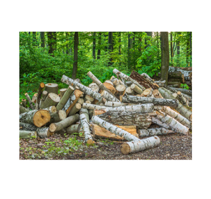 Troncos de arce sicomoro de alta calidad en venta a bajo precio, ideales para aserraderos, fábricas de muebles e industrias forestales. - Product Image 3