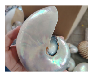 Real Nautilus Shell de Vietnam-Carcasa de cámara pulida para decoración elegante del hogar Arte marino - Product Image 1