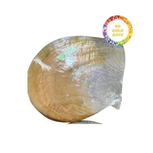 Produit coquillage pour décoration avec une qualité supérieure à un bon prix à partir de 99 données d'or - Product Image 1