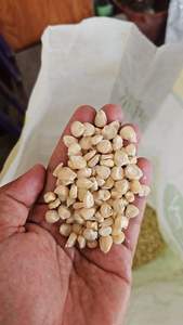 Semillas de Maíz Enceradas Secas Orgánicas de la Mejor Calidad para Cocina Saludable, Industria de Cereales y Snacks, Exportación a Granel y Venta al por Mayor - Product Image 5