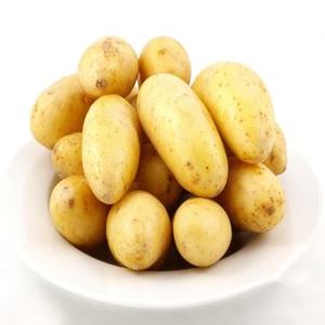 Nouvelles pommes de terre jaunes brésiliennes biologiques de récolte fraîche, rondes, qualité A+, 99 % matures, en sacs en filet, avec une durée de conservation fraîche pour l'exportation - Product Image 1