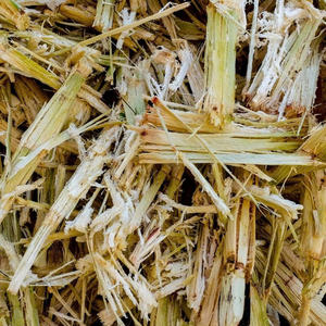 MEILLEURES VENTES BAGASSE CANNE À SUCRE FOURNITURE EN GROS PRODUIT D'EXPORTATION DE BIOMASSE NATURELLE DE QUALITÉ SUPÉRIEURE OFFRE DE PROMOTION - Product Image 1