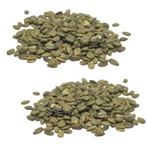 Semillas de Sandía PCA Premium F1 de Alta Calidad para Venta al por Mayor, Hechas a Mano en Indonesia, 6 Meses de Vida Útil, Listas para Plantar - Product Image 2