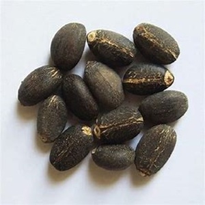 Vente en gros de graines de jatropha séchées biologiques, produit agricole pour l'exportation dans le monde entier - Product Image 5