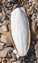 FUENTE DE CALCIO DE ETIQUETA LIMPIA DE HUESO DE SEPIA NATURAL PURO PARA MASCOTAS Y APOYO INMUNE A BASE DE PLANTAS - Product Image 3