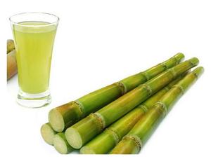 Bâtons de canne à sucre congelés de haute qualité pour le jus de canne à sucre avec le prix bon marché de 99GD Viet Nam pour l'exportation - Product Image 6