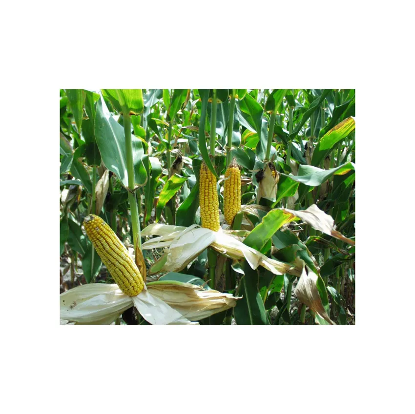 Yellow Non GMO Bulk Maize Dried Price Corn Grain For Sale Non GMO Brazil Wholesale Yellow Maize Corn For Sale