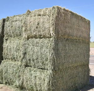 Venta caliente heno de alfalfa en pacas grandes para alimentación animal disponible precio barato - Product Image 3