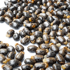 Vente en gros d'usine de graines de ricin indiennes 100% naturelles de haute qualité, séchées, Ricinus Communis, durée de conservation de 3 ans, approvisionnement en vrac, Apex Rim - Product Image 4