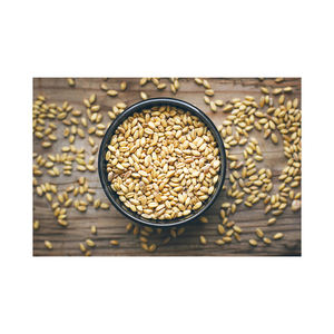 Bulk <b>barley</b> grain wholesale supply for distributors and global trade - Product Image 6