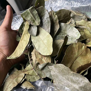 Feuilles de corossol séchées, tisane Graviola pure et naturelle, cueillies à la main au Vietnam - Product Image 1