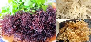 PREMIUM PURPLE SEAMOSS - VIETNAM MEJOR PRECIO y ALTA CALIDAD // Sra. Beatrix - Product Image 2