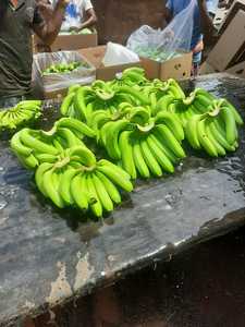 Fresh Long Green Cavendish Banana Export Tipo 1 Embalaje de alta calidad Tamaño 13 Kg - Product Image 2