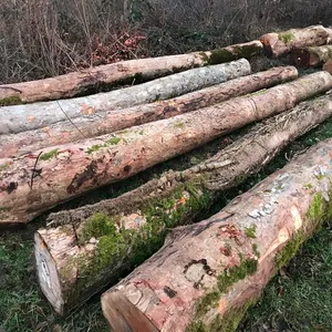 Grumes d'érable européennes ABC grade 30cm vers le haut, 70% 40cm vers le haut d'Allemagne ou de France grumes de sciage fraîchement coupées pour le sciage