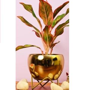 Wedding <b>Christmas</b> Party <b>Decoration</b> Hot Selling Unique Style Flower Planter Pots <b>Red</b> Enamel Finishing Metal Planter - Product Image 4