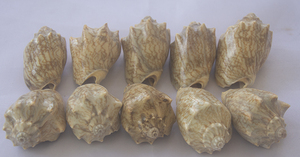 Bijoux en coquillages de SEASHELL, coquille naturelle polie Cymbiola Aulica, petite taille, avec motif de coquillage, style animal, œuvre d'art - Product Image 2